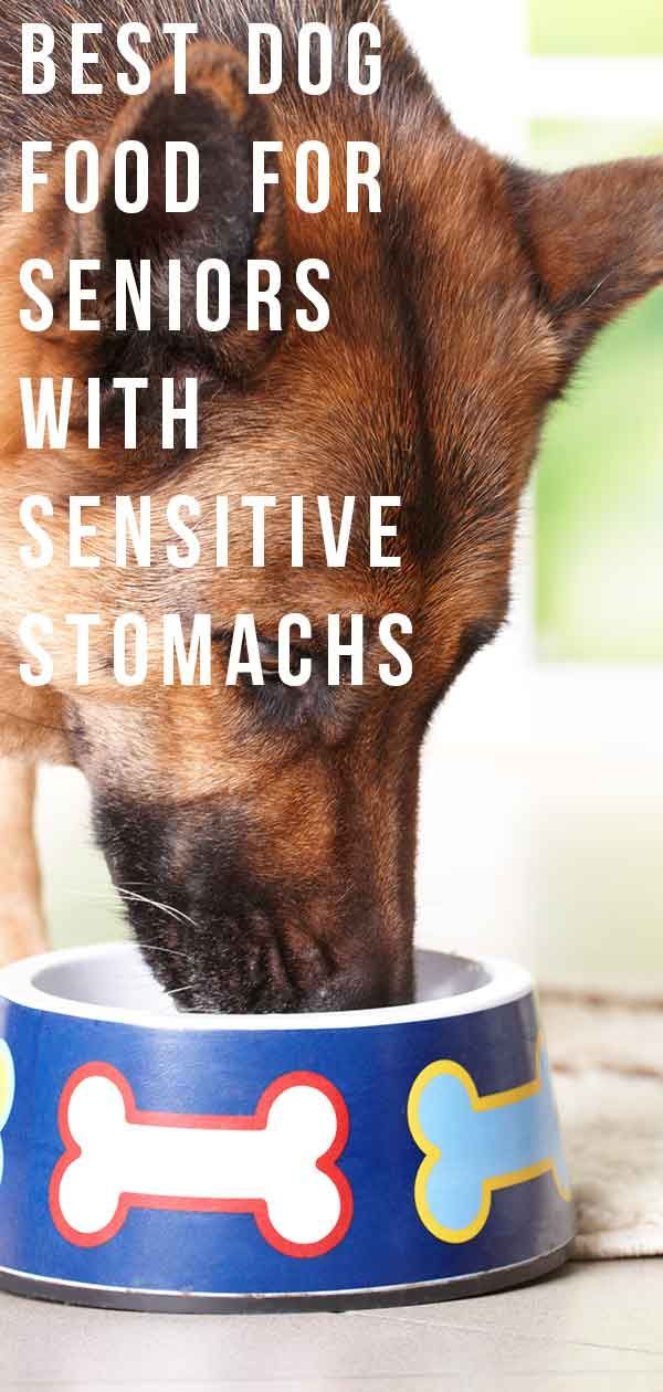 el millor menjar per a gossos per a gossos grans amb estómacs sensibles