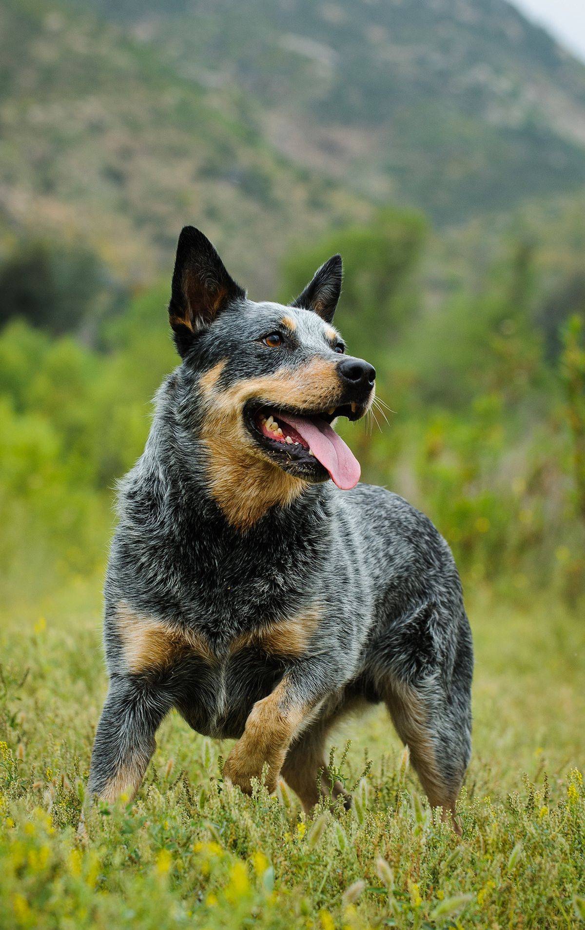 Најбоља храна за псе за плаве пете - негујте свог аустралијског сточног пса