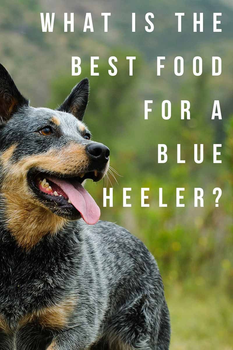 Quelle est la meilleure nourriture pour un Blue Heeler? - Comment garder votre Blue Heeler à son meilleur.
