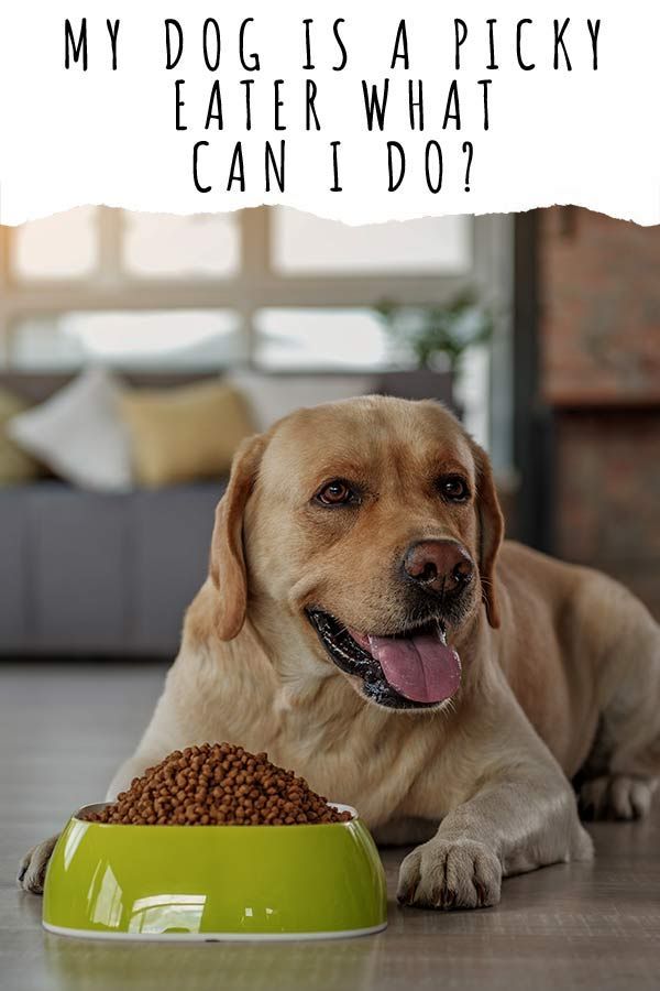 Min hund er kræsne spiser - Hvad kan jeg gøre? Tips og råd
