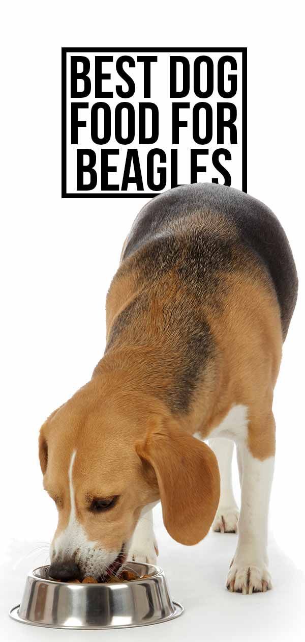 meilleure nourriture pour chien pour beagles