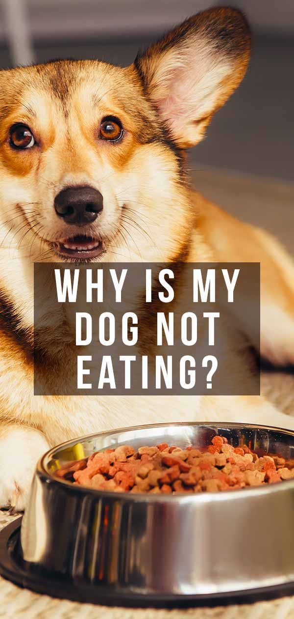 Por que meu cachorro não está comendo?