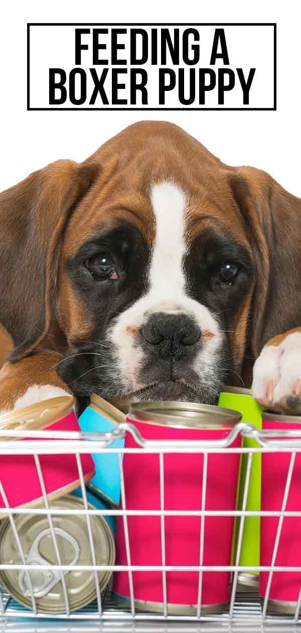 Nutrire un cucciolo di boxer con la migliore dieta nel modo giusto