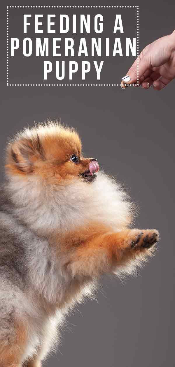 ایک pomeranian کتے کو کھانا کھلانا