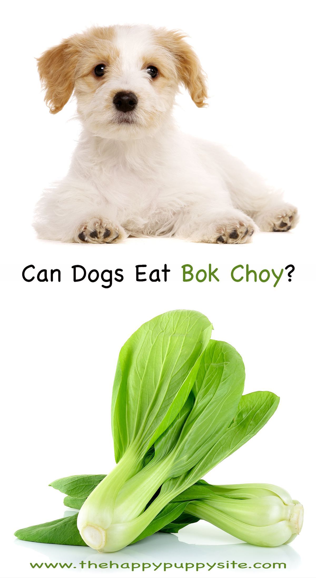 Vai suņi var ēst Bok Choy