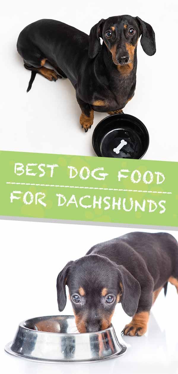 най-добрата храна за кучета за дакели