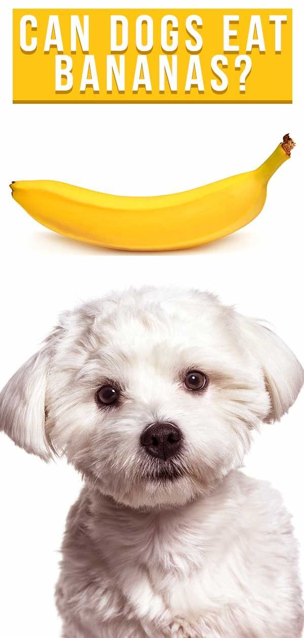 Могу ли пси јести банане? Комплетан водич за банане за псе