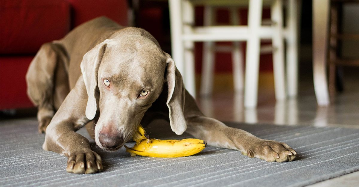 kunnen honden bananen eten