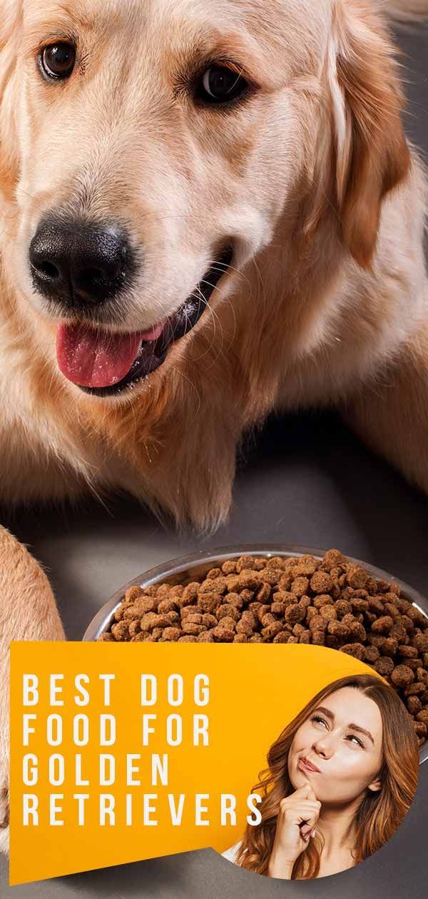 meilleure nourriture pour chiens pour les Golden Retrievers