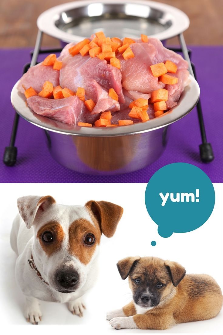 Nourriture naturelle pour chiens