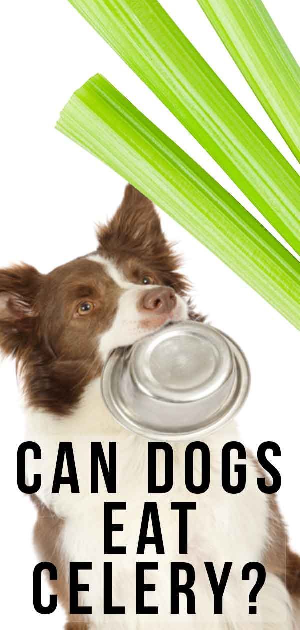 کیا کتے سیلری کھا سکتے ہیں؟ کیا سیلری کتوں کے لئے اچھی ہے یا نہیں؟