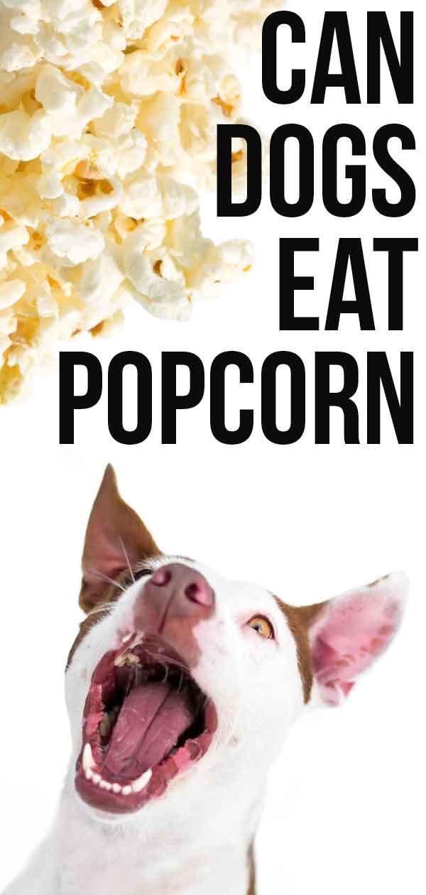 Können Hunde Popcorn essen? Können Sie diesen Leckerbissen mit Ihrem