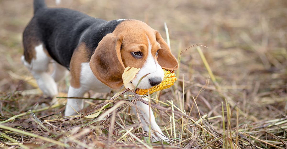 สุนัขสามารถกินข้าวโพดได้: คำแนะนำเกี่ยวกับซังข้าวโพดและเมล็ดข้าวโพดสำหรับสุนัข