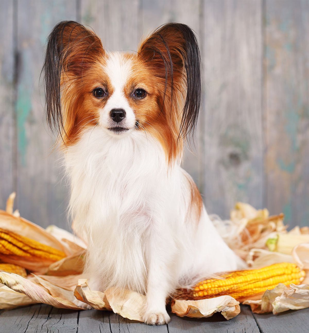 les chiens peuvent-ils manger du maïs