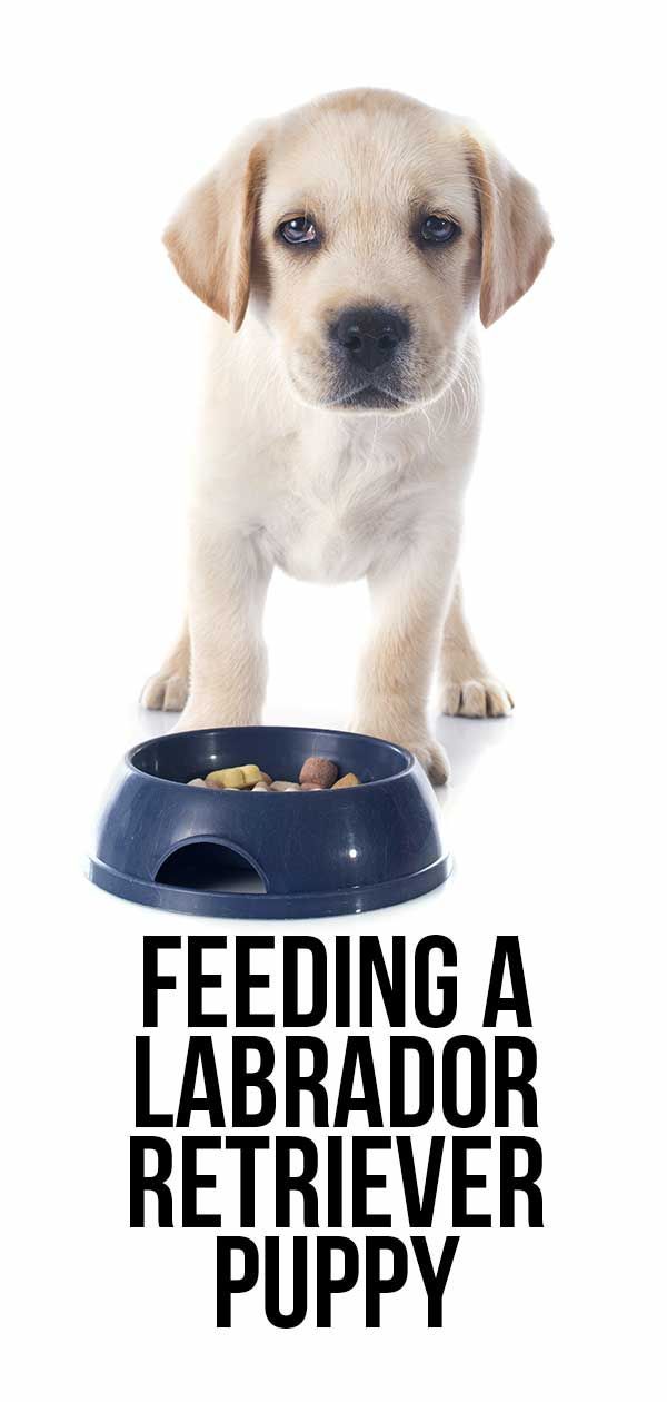 Hranjenje mladička labradorca: količine, urniki in še več