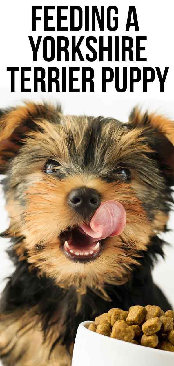 Pagpapakain sa Isang Yorkshire Terrier Puppy - Paggawa ng Iyong Iskedyul