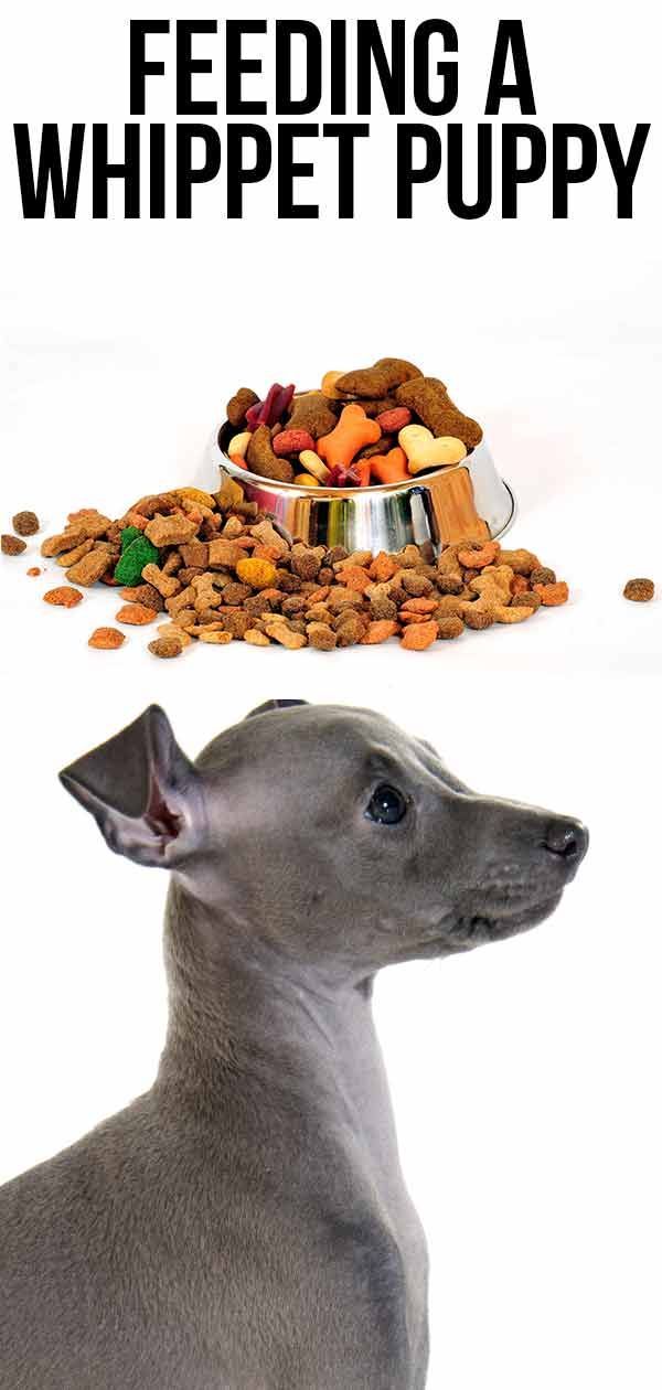 Alimentar a un cachorro de Whippet: cuándo, qué, dónde y cómo