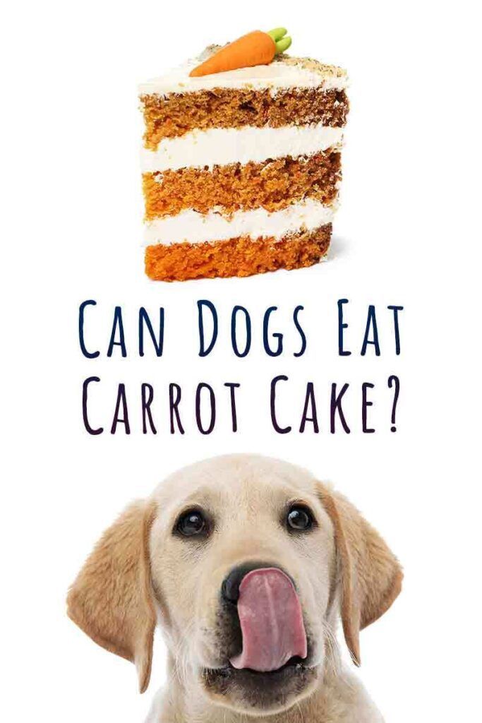האם כלבים יכולים לאכול עוגת גזר?