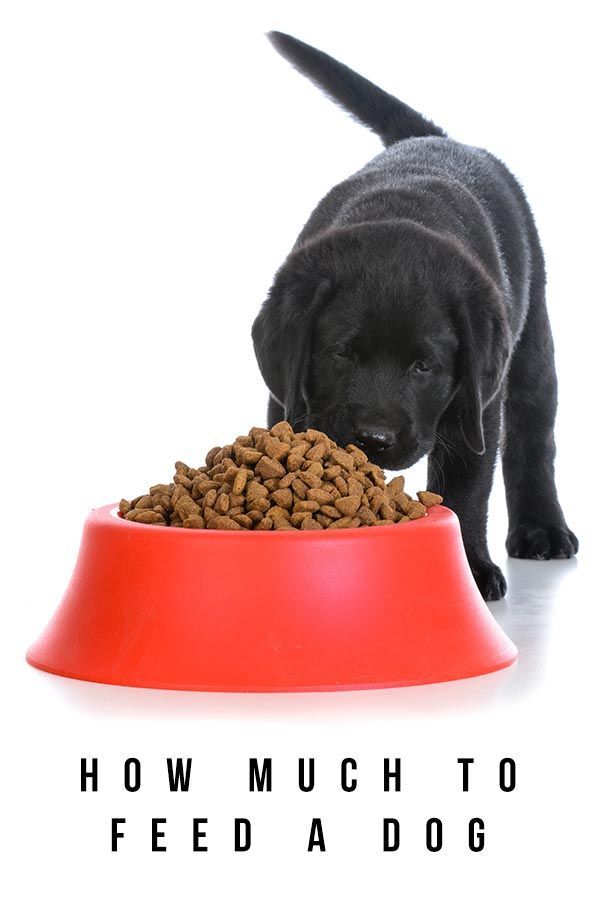 Combien nourrir un chien - Directives et conseils d'alimentation