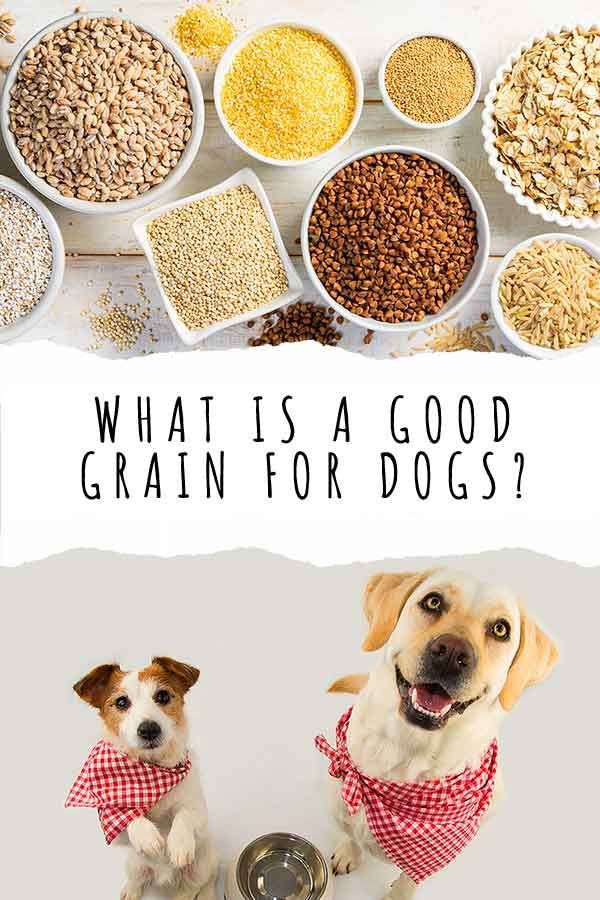 quel grain est bon pour les chiens