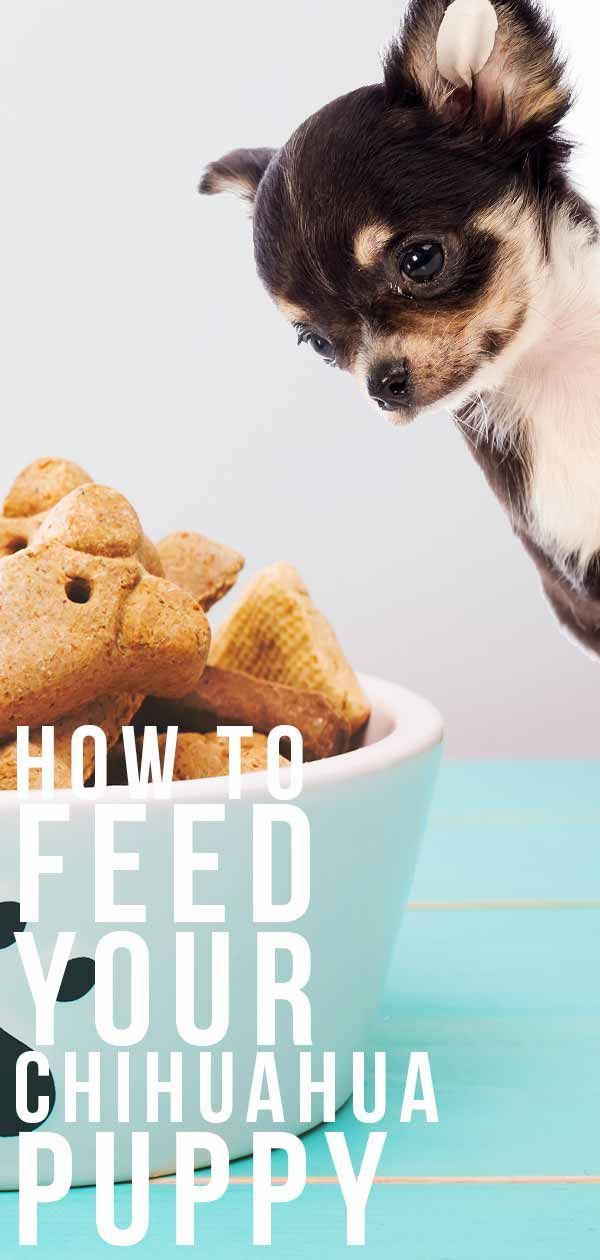 Fütterung eines Chihuahua-Welpen mit der richtigen Ernährung
