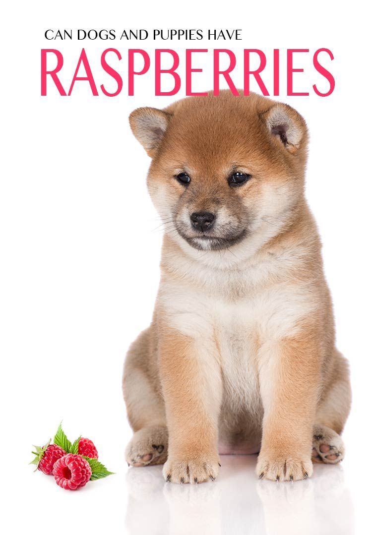 kan hunde spise hindbær