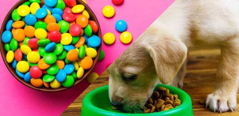 Le colorant alimentaire est-il sans danger pour les chiens ?
