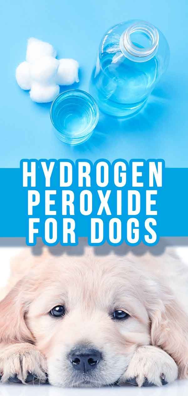 peróxido de hidrogênio para cães