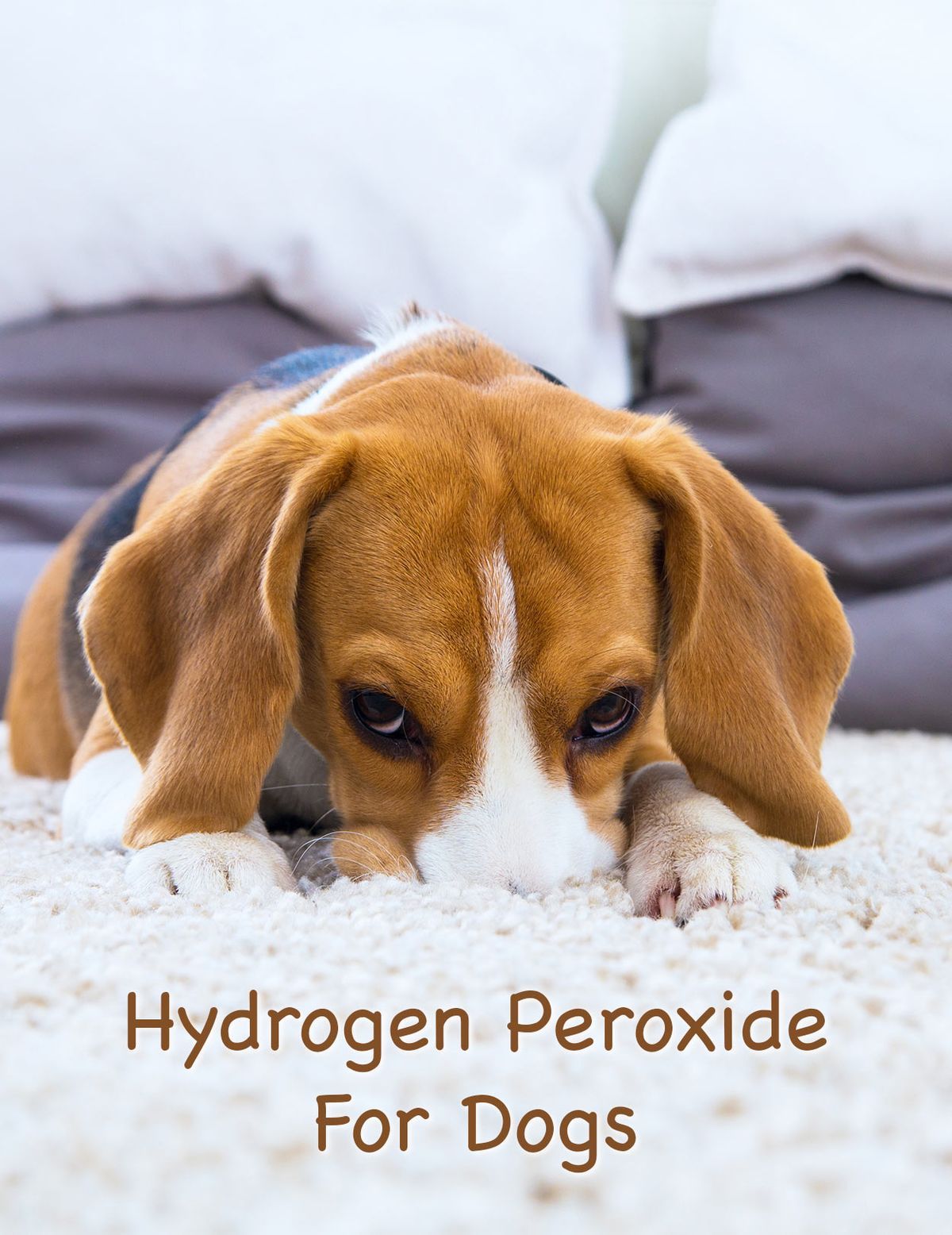 कुत्तों के लिए हाइड्रोजन पेरोक्साइड