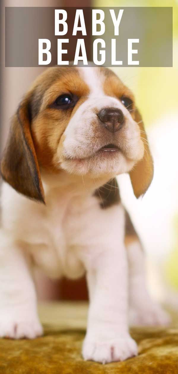 Baby Beagle Dejstva in zabava - Pazi, kako raste!