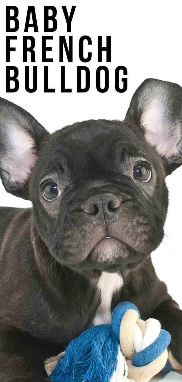 Baby French Bulldog - ลูกสุนัขที่น่ารักของคุณเติบโตได้อย่างไร
