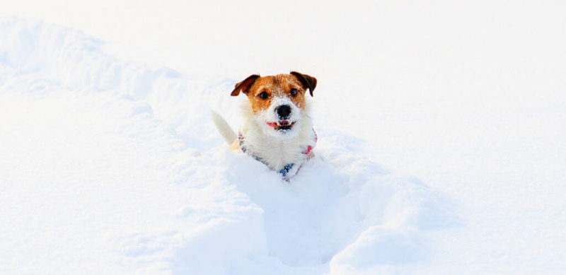 Quina temperatura és massa freda per als gossos?
