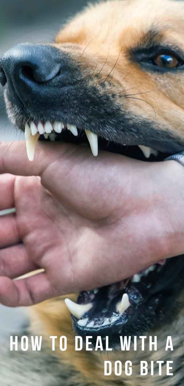 טיפול בנשיכת כלבים לבני אדם וכלבים