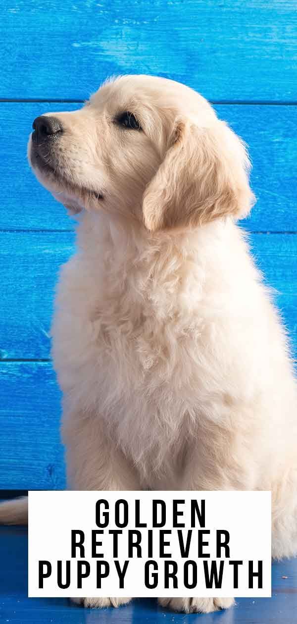 Crescimento e desenvolvimento do filhote de cachorro Golden Retriever