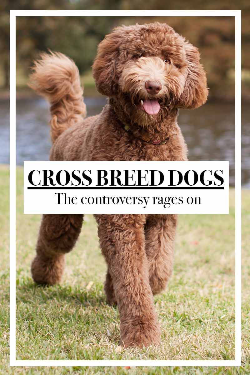 Cross Breed Dogs - The Controversy Rages On.