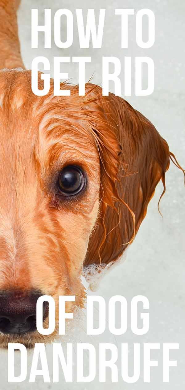 Symptômes pelliculaires du chien - connaître les signes et comment les traiter