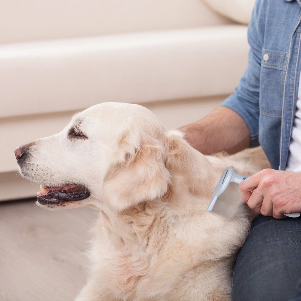 Šunų pleiskanų gydymas gali būti toks paprastas, kaip šuns pleiskanų šepetėlis