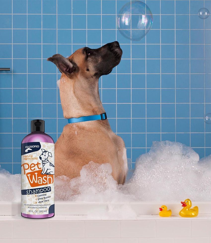 Shampooing antipelliculaire pour chiens