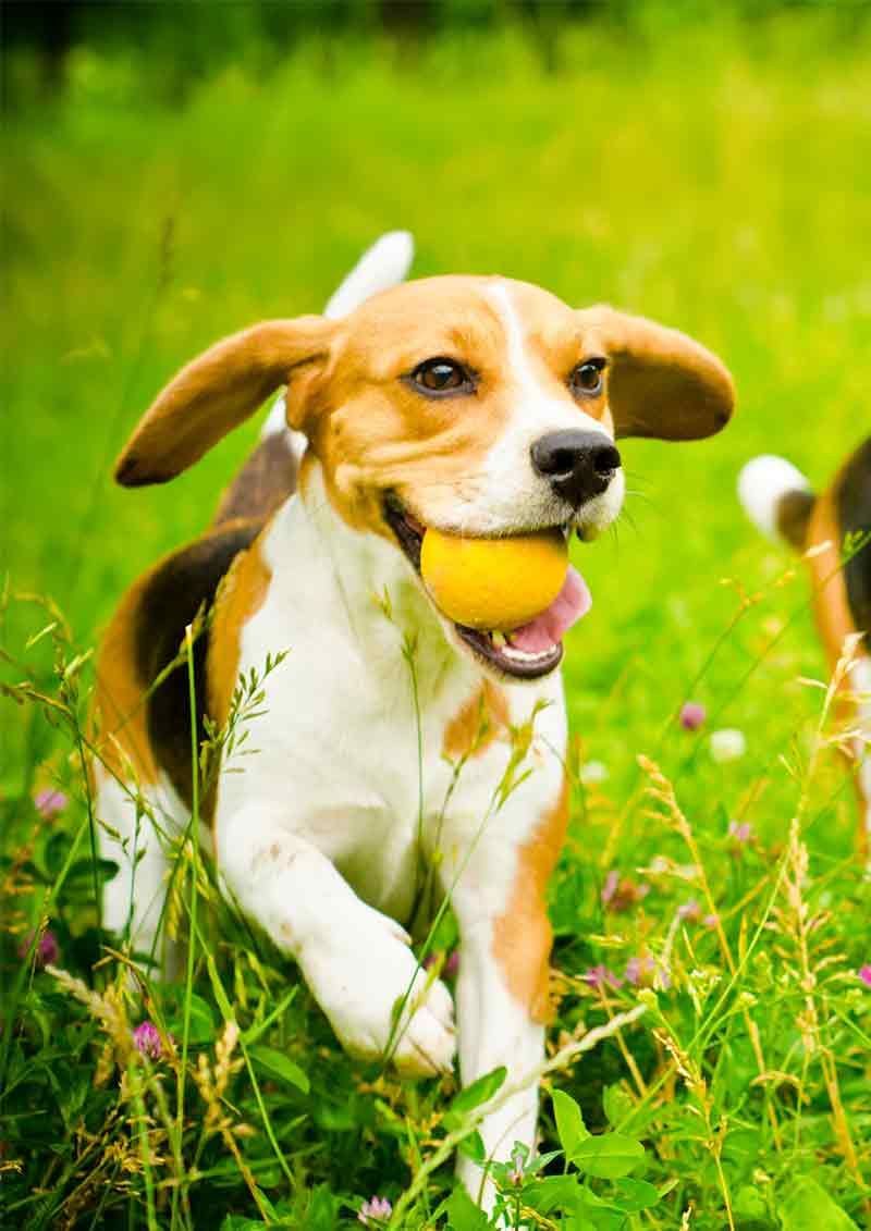 Huile de neem pour chiens - Est-elle sûre et efficace?