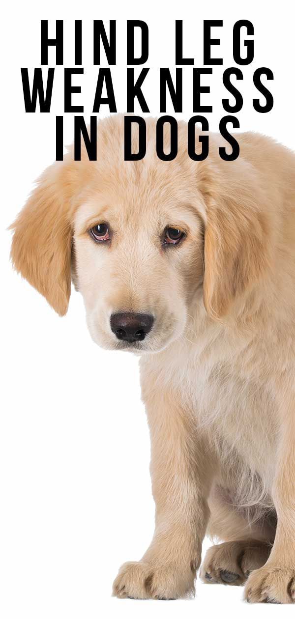 Takajalan heikkous koirilla - merkit ja oireet
