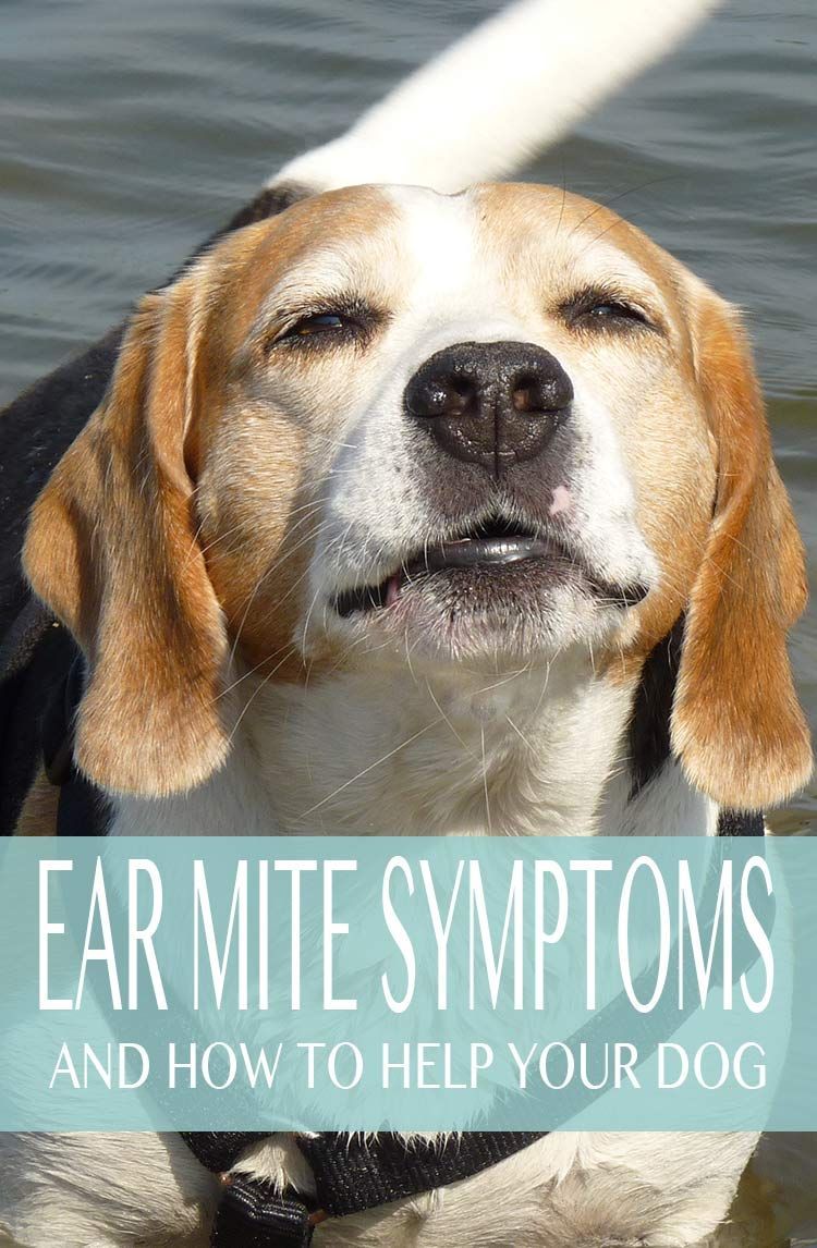 כיצד לזהות את הסימפטומים של קרדית האוזן לכלב
