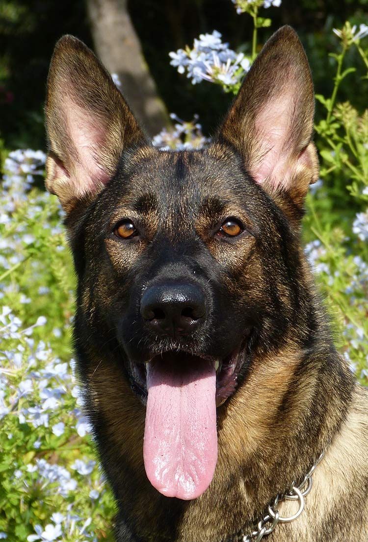 سیدھے کان کتوں میں کان کے ذرات کے خلاف حفاظت کی پیش کش کر سکتے ہیں