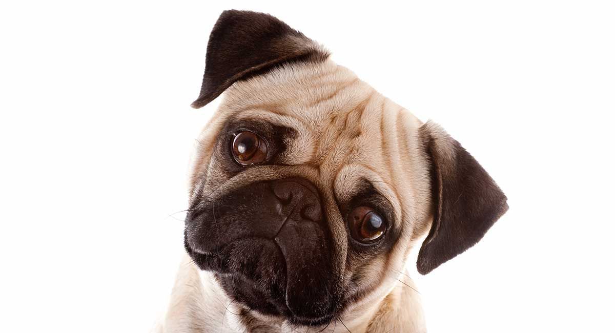 Gossos de consanguinitat: els fets sobre gossos de raça pura i consanguinitat