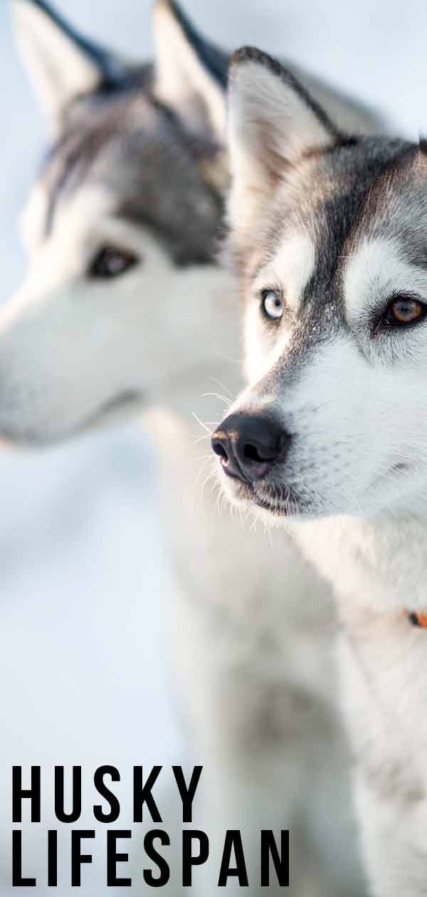 Husky-Lebensdauer - Wie lange leben Siberian Huskies?