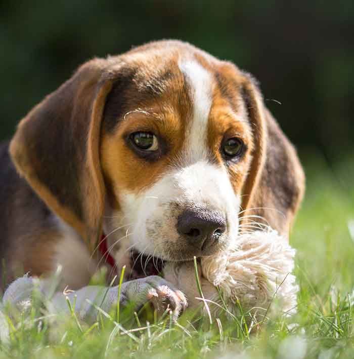 Uw Beagle-puppy: alles wat u moet weten