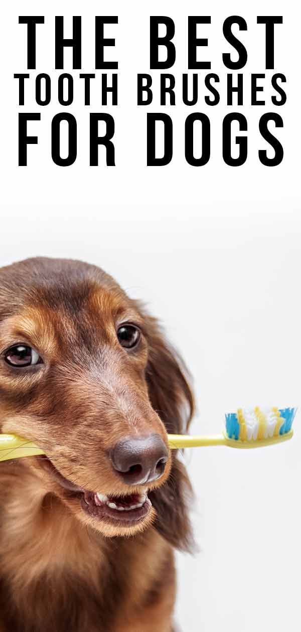 meilleure brosse à dents pour chien
