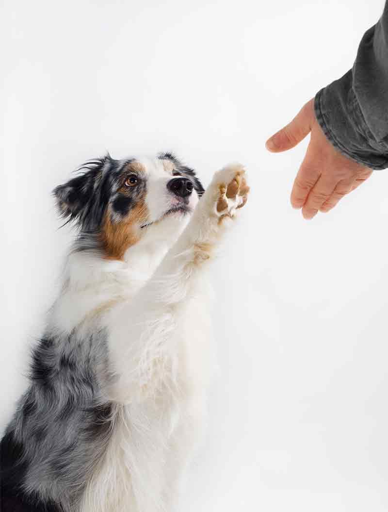 hoe je kunt voorkomen dat de nagel van een hond bloedt