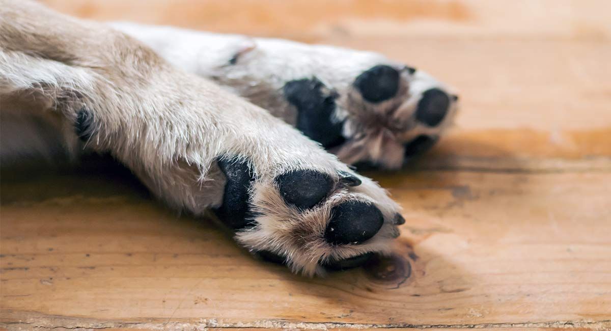 как да спрете кучешки нокти от кървене