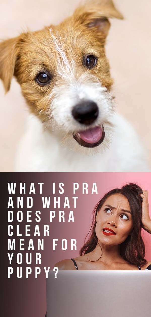 犬のPRA–進行性網膜萎縮はあなたの子犬にとって何を意味しますか？