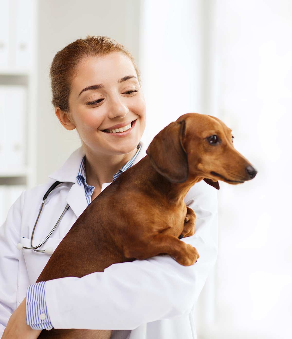 ניתוח קטרקט לכלבים: למה לצפות